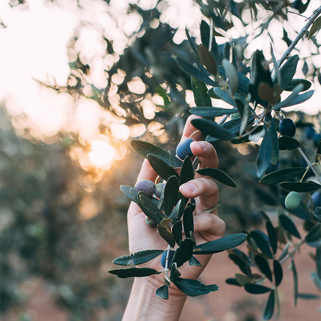 χερι κρατάει ελιές σε δέντρο